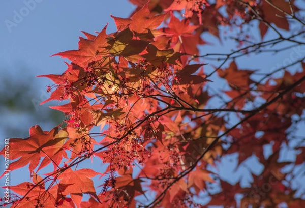 Obraz A tree with red leaves in front of blue sky in the spring.
