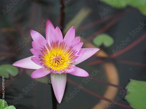 Obraz lotus in pond