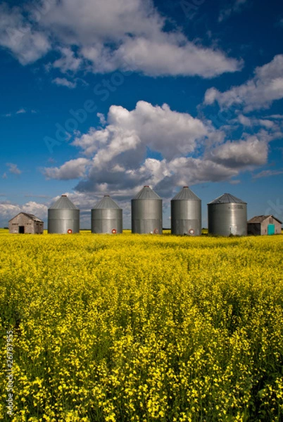 Fototapeta A row of steel grain bins in a field of yellow canola flowers