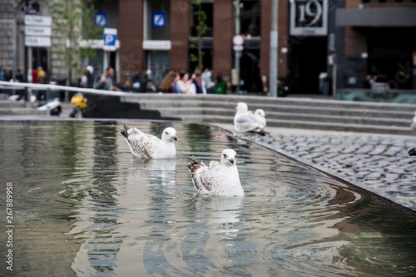 Fototapeta 公園のカモメ