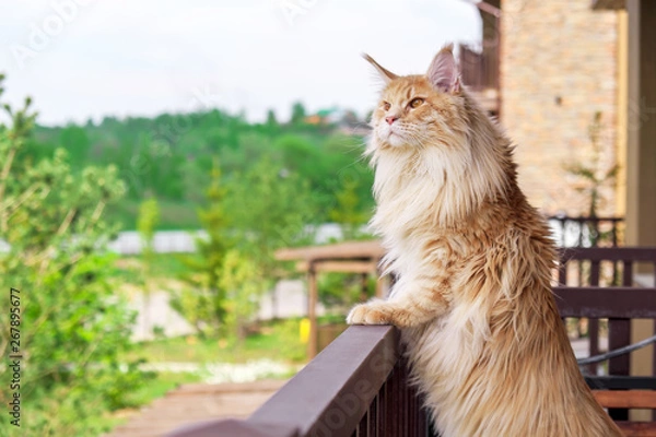 Fototapeta Duży piękny kot maine coon stojący na balkonie i obserwujący, co się dzieje na zewnątrz