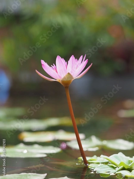 Obraz OLYMPUS DIGITAL CAMERA