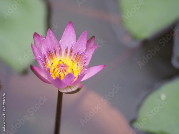 Obraz OLYMPUS DIGITAL CAMERA