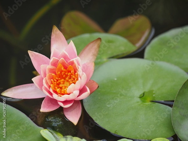 Obraz OLYMPUS DIGITAL CAMERA