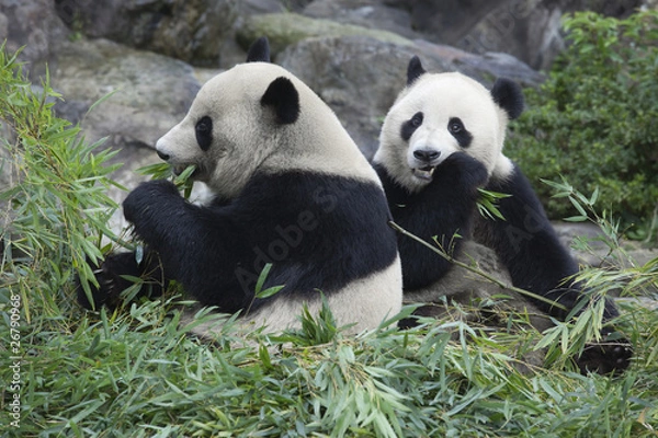 Obraz 食事をする兄弟パンダ