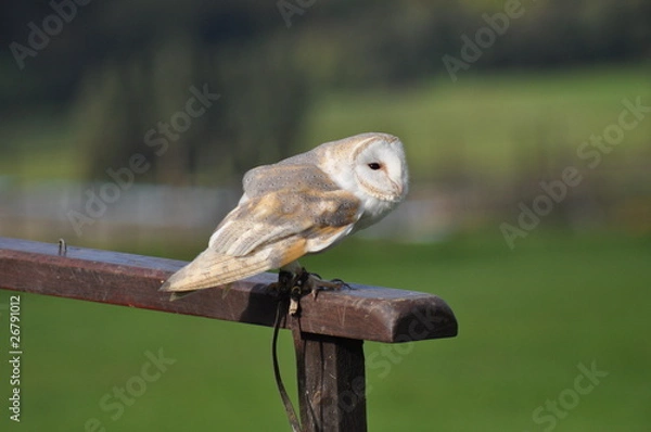 Fototapeta Barn owl