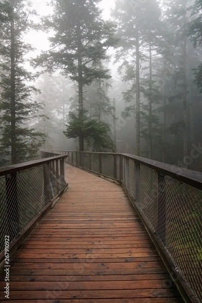 Fototapeta Baumwipfelpfad in bad wildbad im Schwarzwald 