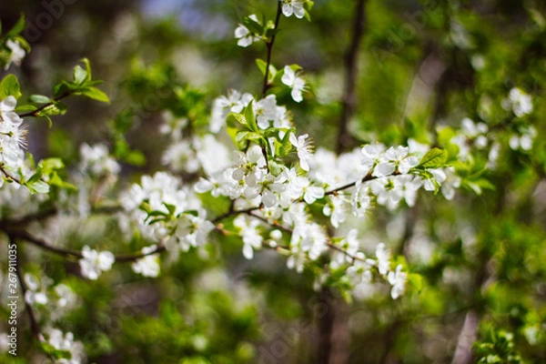 Fototapeta A branch of a white flowering Apple tree on a background of green foliage. Close up. Flowering garden trees in the spring.