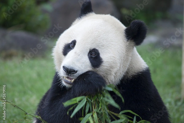 Obraz 笹を食べるパンダ