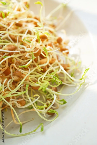 Obraz Fresh Lentil Sprout