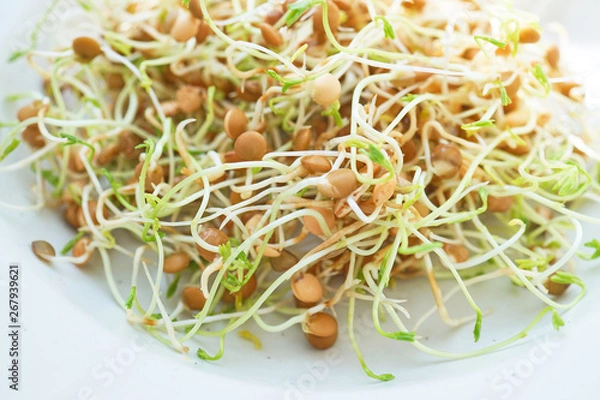 Obraz Fresh Lentil Sprout