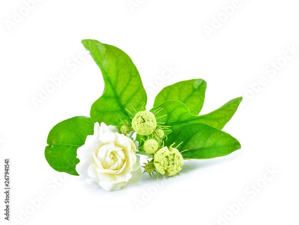 Obraz Jasmine flowers isolated on white background