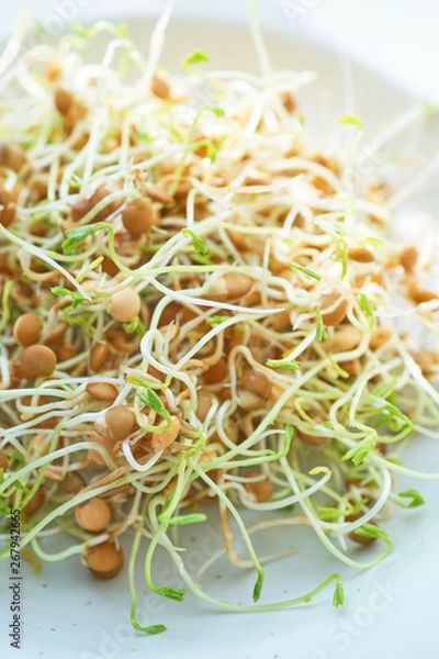 Obraz Fresh Lentil Sprout