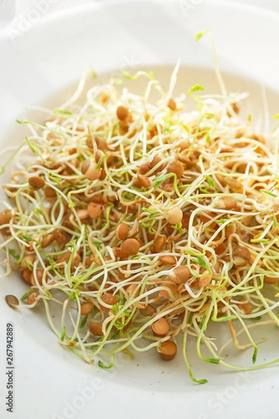 Obraz Fresh Lentil Sprout