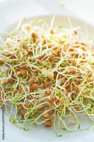 Obraz Fresh Lentil Sprout