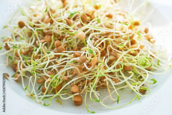 Obraz Fresh Lentil Sprout