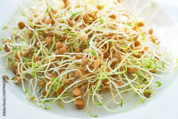 Obraz Fresh Lentil Sprout