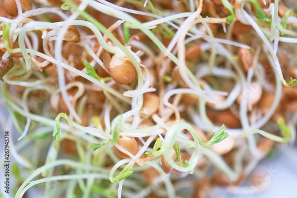 Obraz Fresh Lentil Sprout
