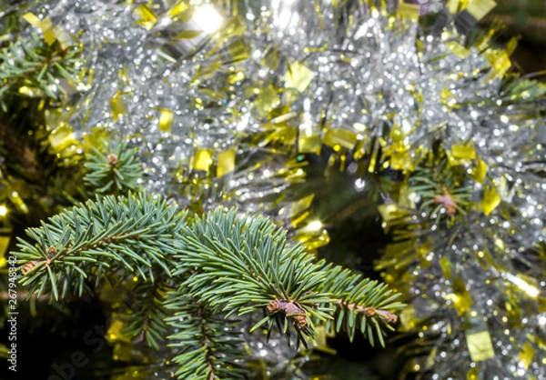 Fototapeta Branch spruce close up