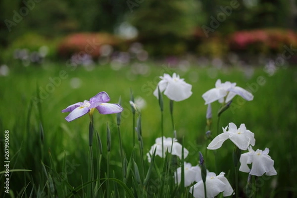 Fototapeta 花菖蒲