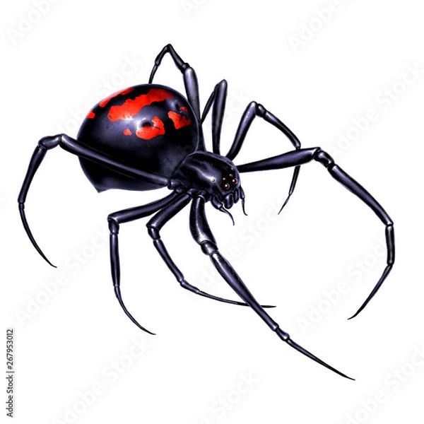 Obraz Black widow spider on white background realistic illustration isolate. Black widow spider killer is the most dangerous and poisonous spider.