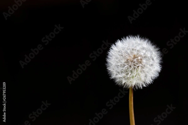 Obraz タンポポの綿毛 黒背景