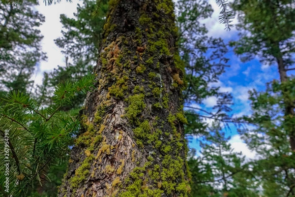 Fototapeta Green moss, small flowerless plants that typically grow in dense green clumps or mats, cover tree bark in the middle of forest.