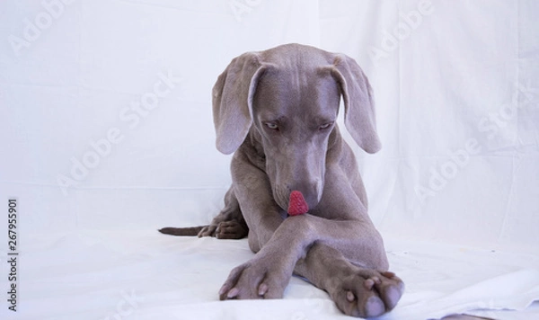 Obraz Weimaraner -Ocala from Xálonia