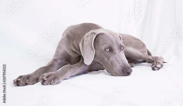 Fototapeta Weimaraner -Ocala from Xálonia