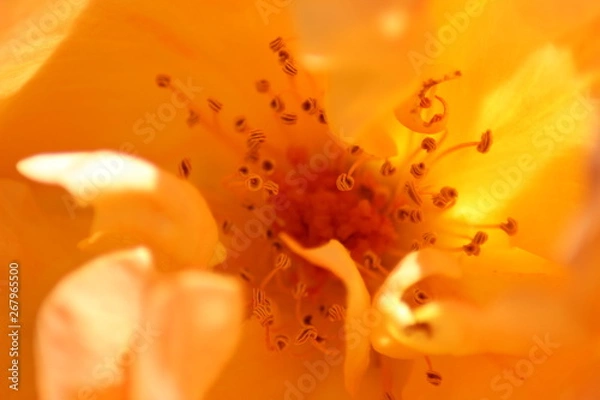 Obraz Macro Rose orange 