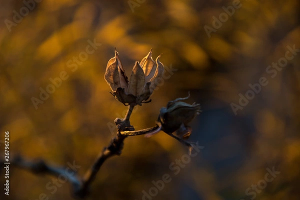Fototapeta Fiore Secco