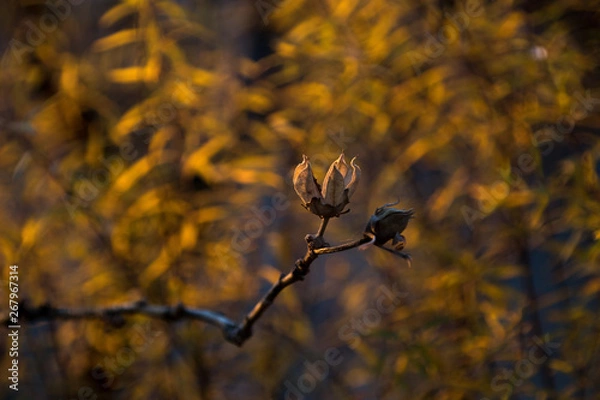 Fototapeta Fiore Secco