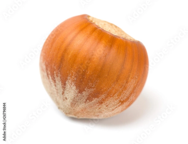 Fototapeta One filbert