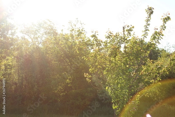 Obraz Trees under sunrise