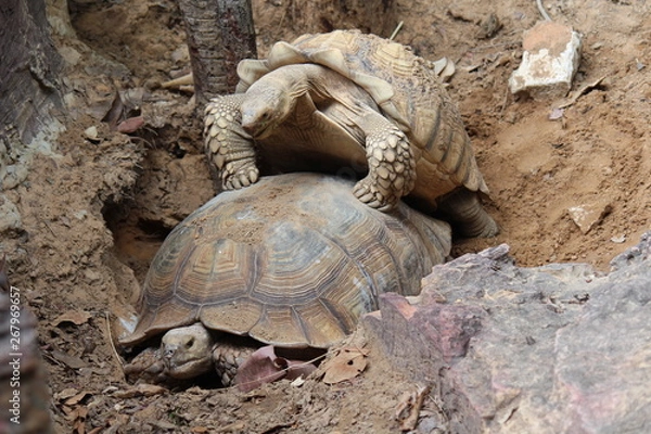 Fototapeta Animals,  African Spurred Tortoise,  They are breeding together,  see them at KAO SUAN KWANG zoo in KHON KAEN province THAILAND.
