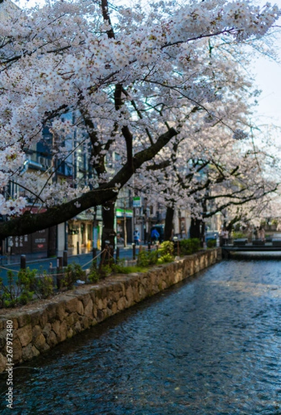 Fototapeta cherry blossoms above river with copy space