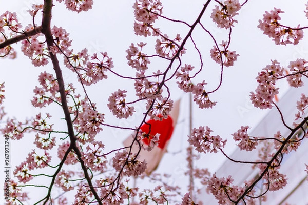 Fototapeta Flag of Japan through sakura trees
