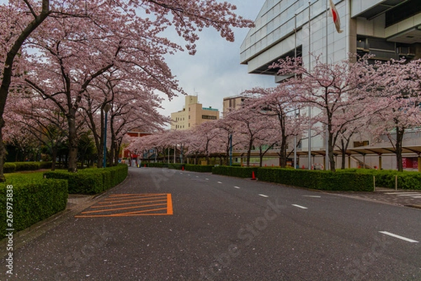 Fototapeta cherry blossom street