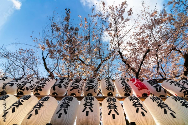 Fototapeta two rows of Japanese lanterns with cherry blossoms