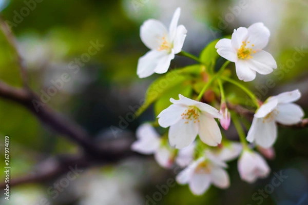 Fototapeta Close up cherry blossoms, with copy space