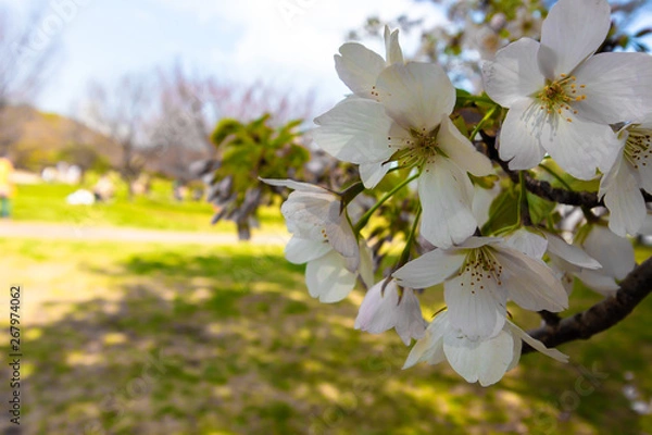 Fototapeta cherry blossoms, close-up shot