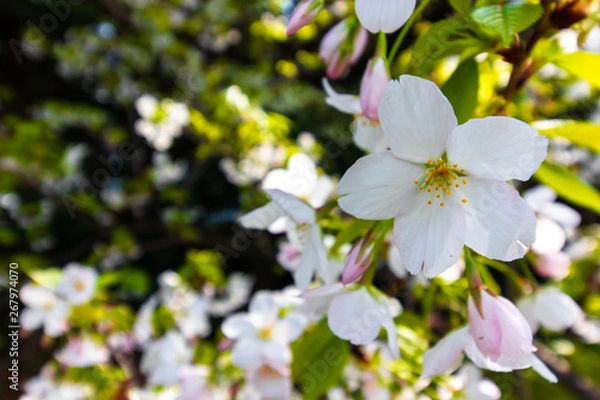 Fototapeta bright sakura, close up shot