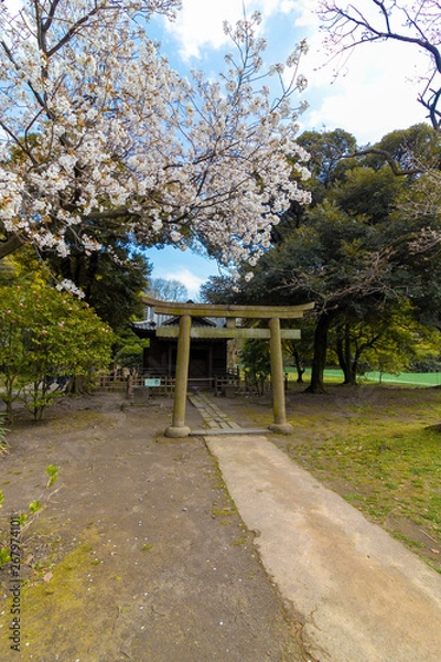 Fototapeta Torii gate and cherry blossoms