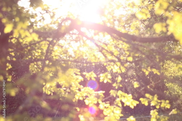 Obraz Trees under sunrise