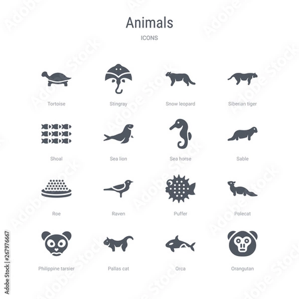 Fototapeta set of 16 vector icons such as orangutan, orca, pallas cat, philippine tarsier, polecat, puffer, raven, roe from animals concept. can be used for web, logo, ui\u002fux