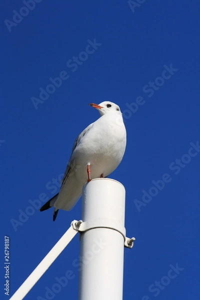 Obraz sitzende Möwe-sitting gull