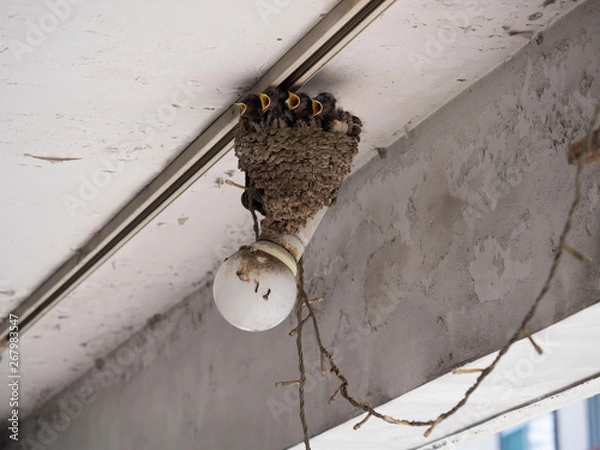 Obraz 電球の上のツバメの巣