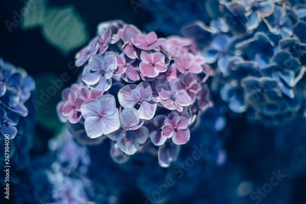 Obraz 美しいアジサイの花