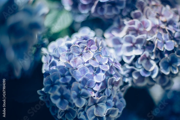 Fototapeta 美しいアジサイの花