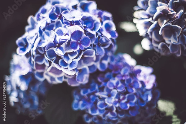 Fototapeta 美しいアジサイの花